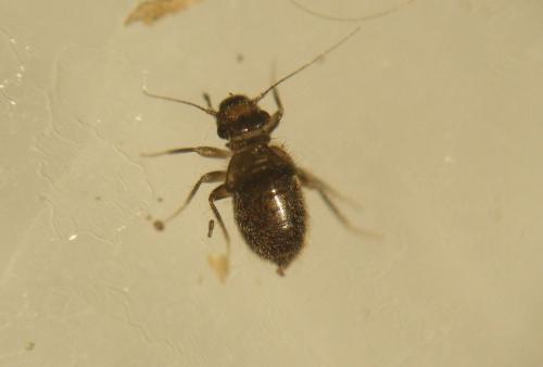 Réf. 197 108 : Lepinotus sp.